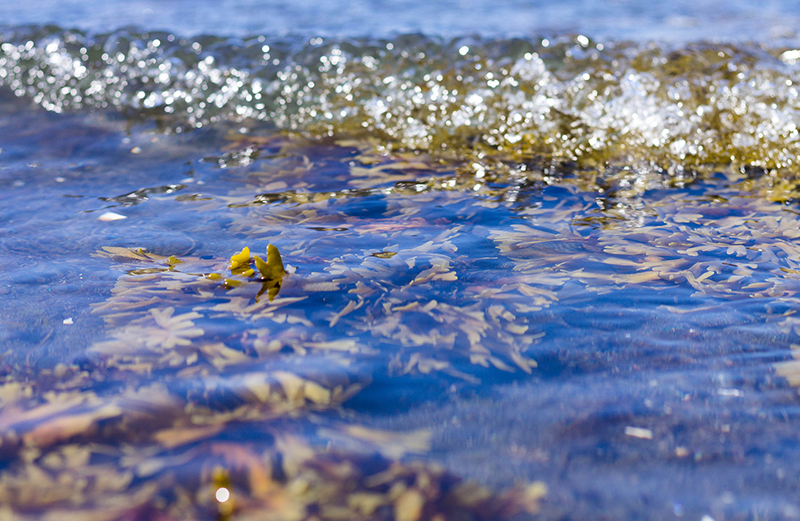 Asia Bay Foods Launches Innovative Seaweed Products